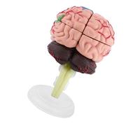 Modelo de cerebro humano, herramienta de enseñanza, juguete de montaje adecuado para estudio de neurología, 1 unidad