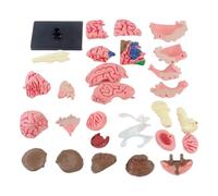 Modelo de cerebro humano, modelo anatómico de enseñanza con base de visualización, cerebro arterial codificado por colores, modelo cerebral para aprender ciencias, aula, estudio, modelo médico