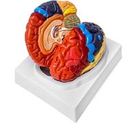 Modelo de cerebro humano, modelo anatómico del cerebro de neurociencia de 2 partes, modelos de amígdala cerebral desmontables de arterias, particiones codificadas por colores, regalo médico