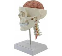 Modelo de cerebro humano, modelo de anatomía del cerebro y cráneo humano de tamaño natural, modelo de cráneo blanco puro con columna cervical, for la enseñanza de neurociencia médica.