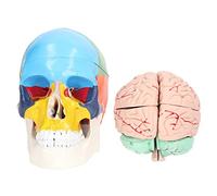 Modelo de Cerebro Humano, Modelo de anatomía para Estudio de neurociencia, Molde de cráneo de PVC para educación científica y exhibición en el hogar