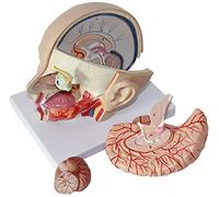 Modelo de Cerebro Humano Modelo de Cerebro anatómicamente preciso tamaño de la Vida del Cerebro Humano anatomía neurológica neurológica Muestra Modelos de enseñanza Modelos educativos Materiales