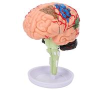 Modelo de Cerebro Humano, Modelo de Cerebro de Aprendizaje Anatómico 4D para Estudio Educativo Y Visualización