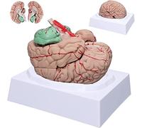 Modelo De Cerebro Humano, Modelo De Cerebro Neurocientífico De 8 Piezas, Arteria, Cerebro Desmontable, Modelo De Amígdala, Modelo Atómico Cerebral, Tamaño Real del Aula,