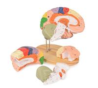 Modelo de cerebro humano para educación en neurociencia, pantalla educativa etiquetada con guía de estudio para el aprendizaje de ciencias