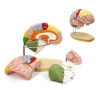 Modelo de cerebro humano para la educación en neurociencia, modelo anatómico de tamaño real de corteza cerebral con etiquetas para estudiar estructuras nerviosas