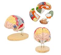 Modelo de cerebro humano para la enseñanza de neurociencia, estructura | Modelo detallado de cerebro humano para educación en neurociencia, ideal para estudiantes y profesores en cursos de anatomía