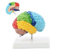 Modelo de Cerebro Humano PVC 19X15x19 Cm Cuerpo Humano 1: 1 Área Funcional del hemisferio Derecho Modelo de anatomía del