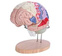 Modelo de cerebro médico, 1: 2 modelo de cerebro humano anatómico médico Corteza cerebral Nervio 4 partes
