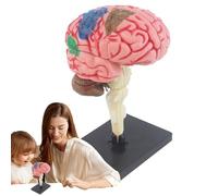 Modelo de cerebro para psicología, modelo cerebral para niños | modelo de enseñanza de la medicina modelo anatómico base de pantalla | cerebro arterial codificado por colores, modelo de anatomía de