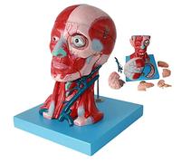Modelo de cerebro tamaño natural, modelo anatómico cabeza y cara del nervio vascular músculo cuello for herramienta educativa oficina médicos
