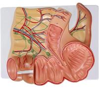 Modelo de ciego, modelo de recto humano y apéndice, modelo anatómico del sistema digestivo, modelo de ciego ampliado con marca digital for la formación de médicos estudiantes de medicina.