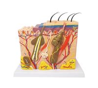 Modelo de ciencia médica franqueo, modelo anatomía la piel humana, capas tejido capilar, estructura interna for entrenamiento enseñanza