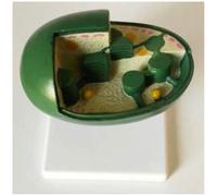 Modelo de cloroplasto, célula Vegetal, Material de PVC, Modelo anatómico Celular, Modelos didácticos biológicos for Estudio, exhibición, enseñanza médica.