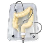 Modelo de colon para entrenamiento médico: modelo de formación de colonoscopia virtual para comprender la estructura interna y la patología en la educación de enfermería