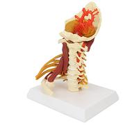 Modelo de columna cervical, aula anatómica, PVC Flexible, tamaño real, modelo de nervio espinal para presentaciones educativas