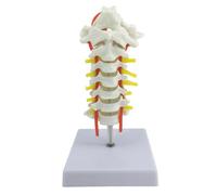 Modelo de columna cervical de PVC de grado médico con estructuras nerviosas para estudiante, médico, investigación, demostración de columna vertebral