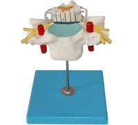 Modelo De Columna Cervical Humana con Médula Espinal Y Agrandamiento Nervioso. Modelo Columna Lumbar A Tamaño Real con 21 Indicadores De Posición, Estructura Detallada para Investigación