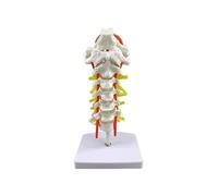 Modelo de columna cervical humana con nervios y arterias - Modelo de enseñanza de anatomía de PVC de tamaño natural