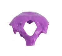 Modelo de columna cervical humana: disco intervertebral anatómico y herramienta didáctica neuro-ortopédica for la educación médica(Purple)