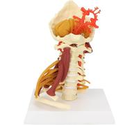 Modelo de columna cervical humana, disco intervertebral arterial del hueso occipital posterior, modelo de anatomía esquelética con nervios musculares, for comunicación y enseñanza entre