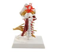 Modelo de columna cervical Modelo de columna vertebral humana extraíble 1: 1 Modelo de vértebras anatómicas de tamaño completo con músculos suboccipitales y costillas únicas para