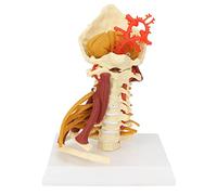 Modelo de Columna Cervical, Modo Anatómico,Columna Vertebral Arteria Cervical Modelo de Demostración de Enseñanza Médica Anatómica Espinal con Músculo para Estudiar Educación Científica Del Paciente