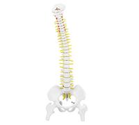 Modelo de Columna Humana Model Pelvis Flexible Extraíble de 45 cm para Enseñanza del Estudio de Anatomía del Esqueleto con 5 Rodillos