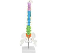 Modelo de columna humana, modelo anatómico de columna con cabeza femoral, modelos de anatomía de columna de esqueleto científico flexible de colores de 45 cm, for herramienta educativa