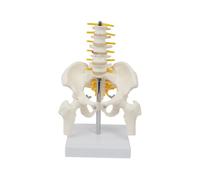 Modelo de Columna Lumbar de 5 Vértebras con Pelvis Huesos de las Piernas Nervios para Exhibición Explicación Enseñanza Exposición Científica Educación Pública