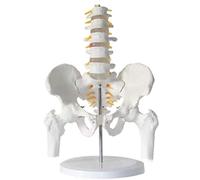 Modelo de columna lumbar humana con pelvis y huesos de las piernas - Modelo de anatomía extraíble de 5 secciones