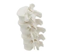 Modelo de Columna Lumbar Modelo de 5 Vértebras Escala 1:1 Desmontable para Exhibición Explicación Enseñanza Exposición Científica Educación Pública
