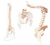 Modelo de Columna súper Flexible con Cabezales de Pelvis y fémur Anatómico de 34 "/78 cm Modelo de Columna Humana con músculos Pintados de Color Orígenes e Puntos de inserción, Herramienta de
