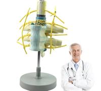Modelo de columna torácica con médula espinal y nervios, herramienta educativa de enseñanza para exhibición e investigación en el aula