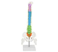 Modelo de columna ultra flexible, modelo anatómico de columna de esqueleto humano con pelvis fémur 45 cm de tamaño natural