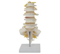 Modelo de columna vertebral 5pcs/conjunto con nervios adjuntos PVC Simulación proporcional al cuerpo de la columna lumbar del cuerpo humano para la enseñanza, el estudio, el humano de investig