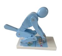 Modelo de columna vertebral con flexión corporal y levantamiento de pesas, herramienta didáctica para la protección de la columna lumbar y corrección de la postura, modelo de demostración, para uso