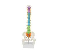 Modelo de Columna Vertebral con Pelvis Colorida para Exhibición Explicación Enseñanza Exposición Científica Educación Pública-Standing 02
