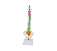 Modelo de Columna Vertebral con Pelvis Colorida para Exhibición Explicación Enseñanza Exposición Científica Educación Pública-Suspended 01