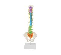 Modelo de Columna Vertebral con Pelvis Colorida para Exhibición Explicación Enseñanza Exposición Científica Educación Pública-Standing 01