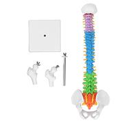 Modelo de Columna Vertebral de PVC, 45cm, Miniatura codificada por Colores con Juego de Hueso del Muslo, Aprendizaje, enseñanza, Estudiantes de Medicina aplicables