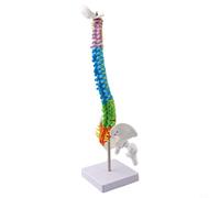 Modelo de columna vertebral humana 45 cm con anatomía codificada por colores, réplica de columna vertebral de PVC en soporte para educación, enseñanza y exhibición clínica (45 cm)