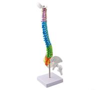 Modelo de columna vertebral humana con secciones codificadas por colores y estructura vertebral detallada, construido para fines educativos y de investigación (45 cm)