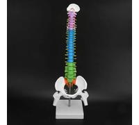 Modelo De Columna Vertebral Humana De 45 Cm. Modelo De Pelvis Flexible Coloreado. Modelo De Columna Vertebral Humana. Modelo De Médula Espinal. Modelo Anatómico De Columna Vertebral Humana Para Forma