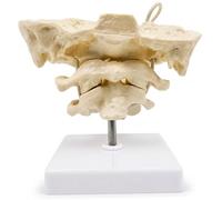 Modelo de columna vertebral, modelo de anatomía de huesos occipitales con articulaciones móviles Esqueleto de atlas occipital de PVC para exhibición educativa, columna vertebral blanca