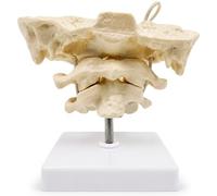 Modelo de columna vertebral, modelo de anatomía de huesos occipitales con articulaciones móviles Esqueleto de atlas occipital de PVC para exhibición educativa, blanco, columna vertebral