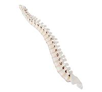 Modelo De Columna Vertebral - Simulación De Columna Vertebral Humana, Desde La Cervical Hasta El Sacro - Ejercicio Práctico De Entrenamiento - Modelo De Esqueleto Humano - Para Aprendizaje Y Formació