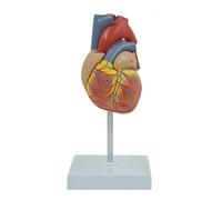 Modelo de corazón anatómico, Modelo de corazón Humano, tamaño Natural, anatomía, Utilizado para enseñar, Aprender y exhibir, Modelo médico de corazón Inodoro.