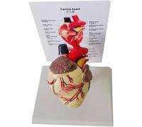 Modelo de corazón canino, modelo anatómico del corazón de perro, modelos detallados de anatomía del corazón canino, herramienta de demostración de enseñanza for veterinarios