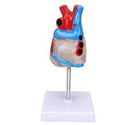 Modelo de corazón, conexión magnética, modelo de órgano de corazón multipropósito, diseño transparente, resistencia al desgaste para material didáctico médico